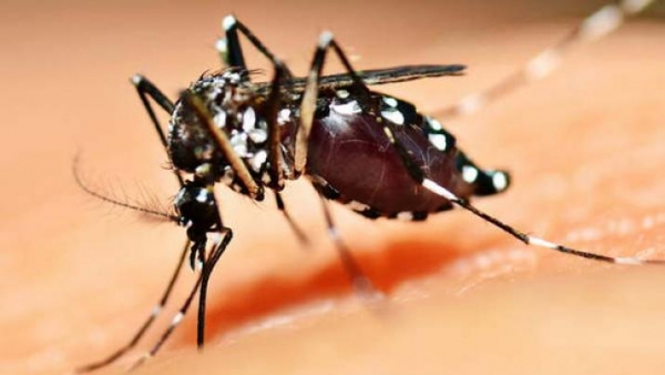 El virus del dengue tiene un período de incubación de entre 4 y 10 días