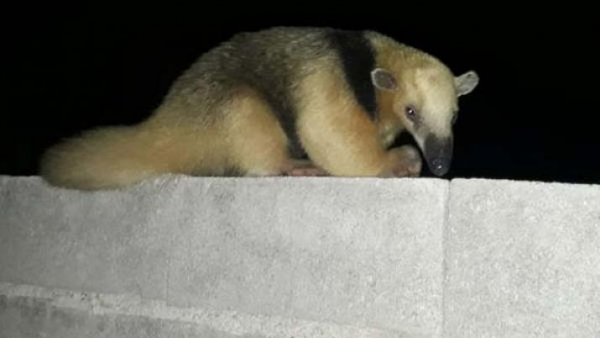 La inesperada "visita" de un joven oso melero sorprendió a una familia de Villa Ojo de Agua