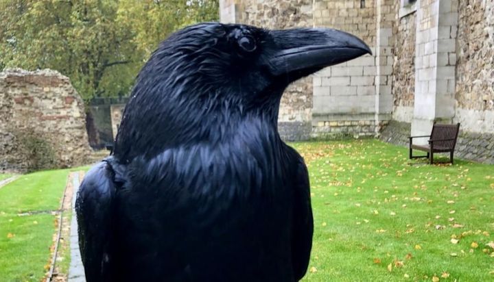 Desapareció la reina de los cuervos y Gran Bretaña teme por una profecía