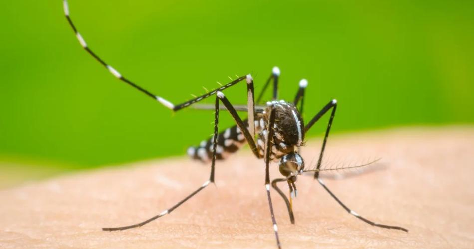 Advierten que el mosquito del dengue sobrevive bajo el agua.