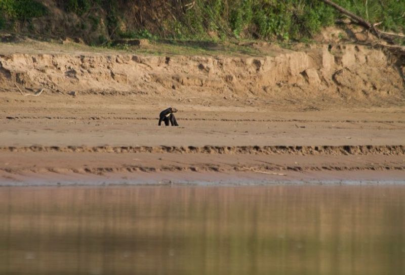Encontraron huellas de un animal pocas veces visto en El Impenetrable