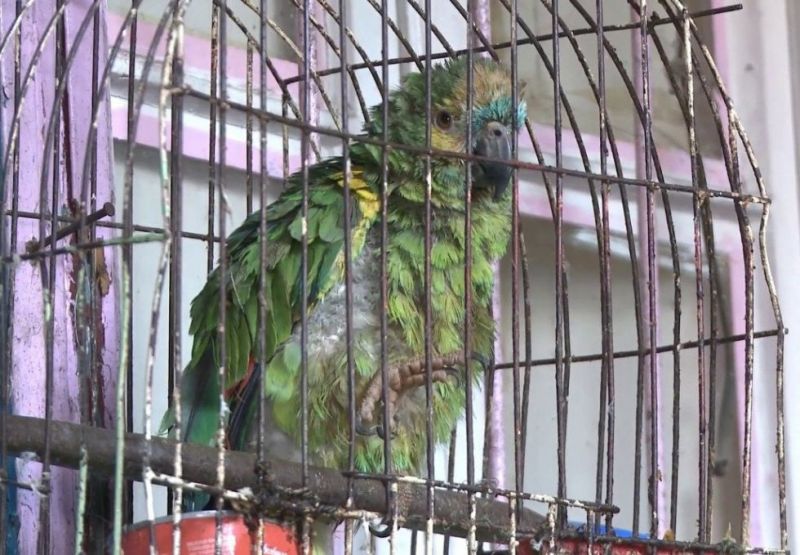 Cayó hasta el loro: desbaratan una banda narco en La Boca
