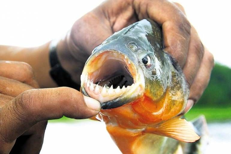 Más de 30 personas heridas por ataques de palometas