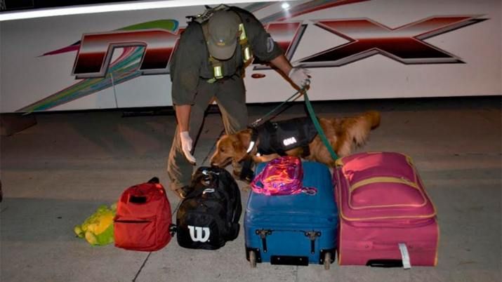 Fernández: gendarmes decomisan más de 3 kilos de cocaína ocultos en el interior de un equipaje