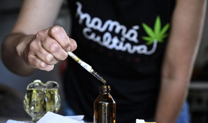 Cannabis: estudio arrojó que el 17,6% de las personas lo usan para fines medicinales y no recreativo