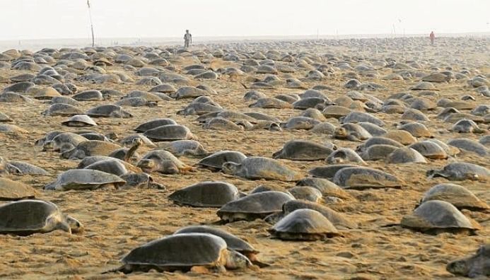 Miles de tortugas invadieron las playas vacías por la cuarentena
