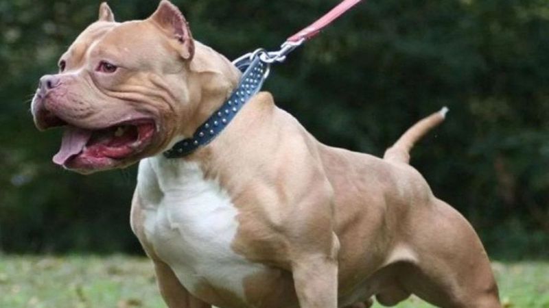 Menor fue atacado por un Pit Bull cuando caminaba por una vereda