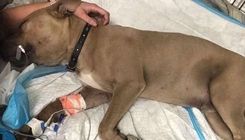 Un pitbull murió después de salvar a dos niños del ataque de una serpiente
