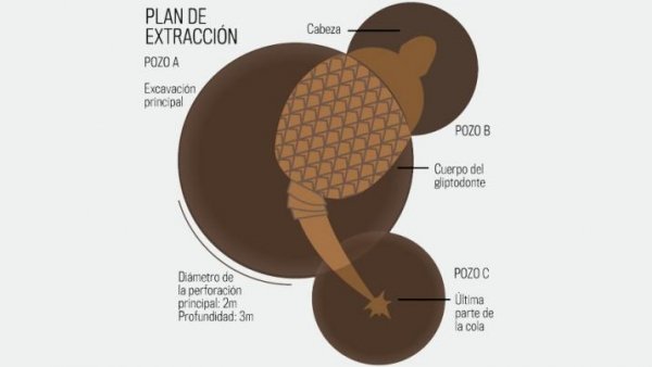 Cómo será el rescate de los restos del gliptodonte hallado cerca de Weisburd