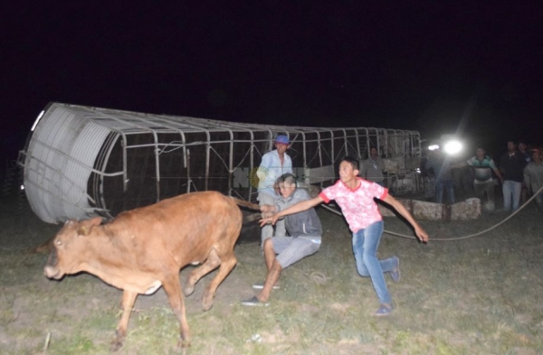 Chaco: Chocó un camión con vacas y desató un amontonamiento de gente buscando carne