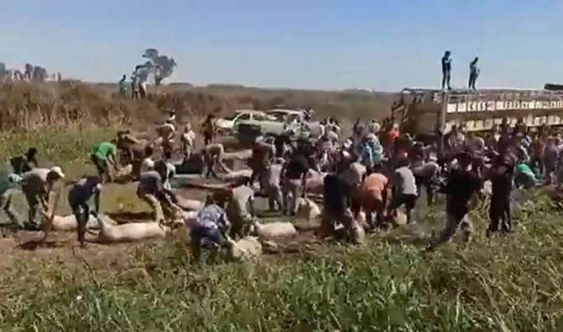 Volcó un camión que transportaba cerdos y la gente se llevó los animales