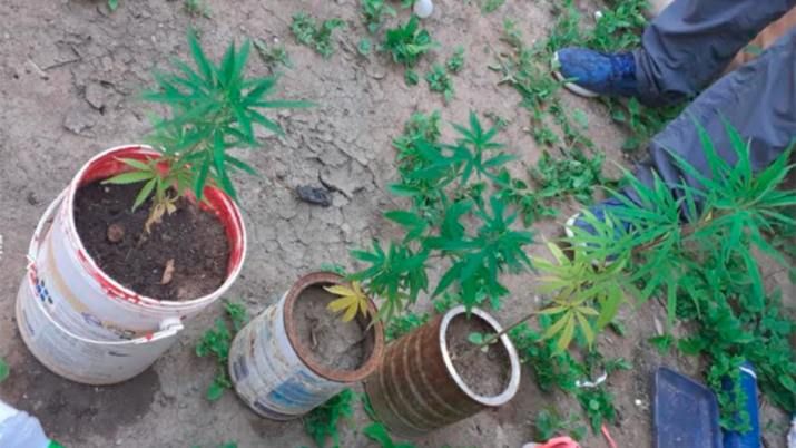 Fueron a notificarle que recuperaron sus bienes robados y hallaron plantas de marihuana