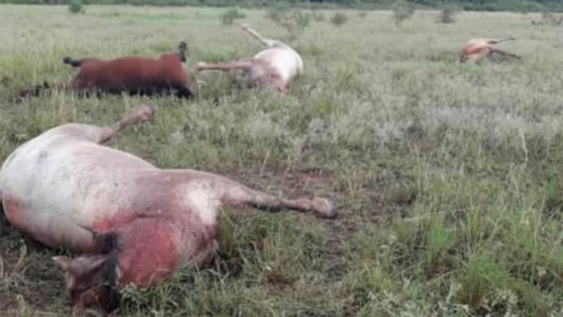 La tormenta eléctrica provocó la muerte de cuatro equinos