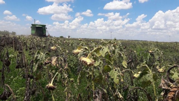 Por las lluvias, el rendimiento del girasol está por debajo de lo esperado en el Sudoeste