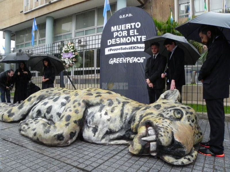 Impactante protesta de Greenpeace en Resistencia por la preservación del yaguareté