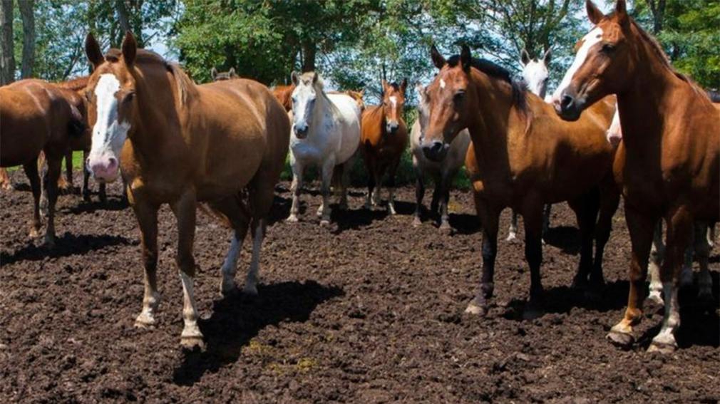 Confirmaron el primer caso de Encefalitis Equina del Oeste en Santiago del Estero