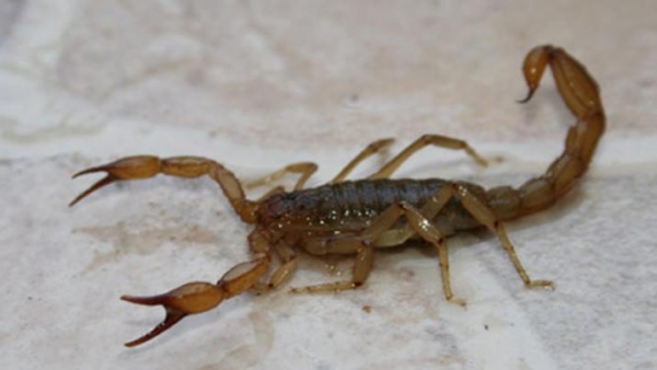 Santiago del Estero entre las provincias con más picaduras de alacranes