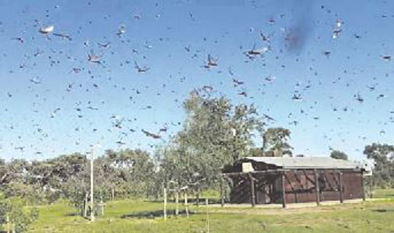Detectaron grandes mangas de langosta en Chaco y norte de Santiago