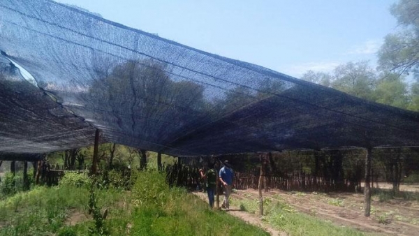 Técnicos acompañan distintos emprendimientos productivos