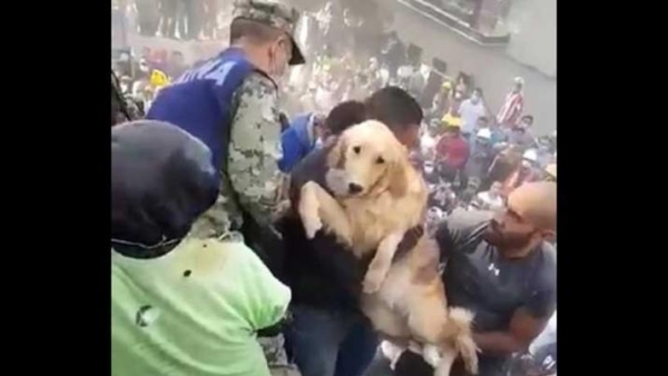 Sismo en México: mirá el emotivo rescate de un perro entre los escombros