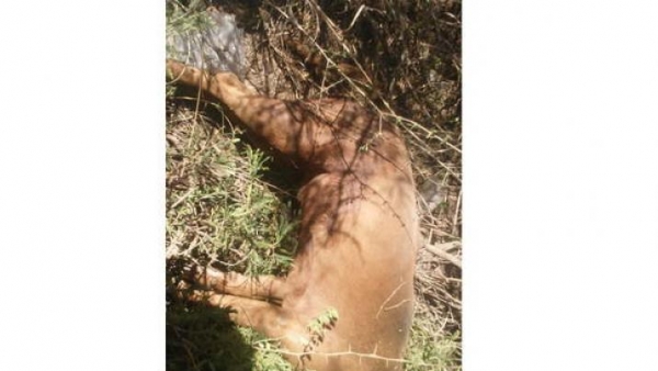 Hirió a una chancha, se llevó tres lechones y mató a un perro, pero no se sabe qué es