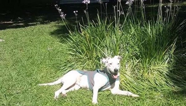 Hoy se celebra en Día del Animal: Aquellos que nos regalan amor sin pedir nada a cambio
