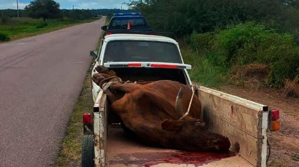 Ruta Provincial N° 24: un hombre fue interceptado por la Policía cuando transportaba un animal vacuno atado en un remolque