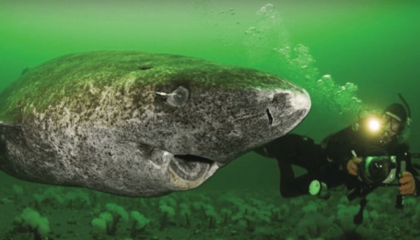 Científicos descubrieron un tiburón vivo de 512 años