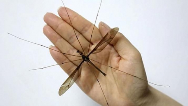 China: descubren un mosquito de más de 11 centímetros