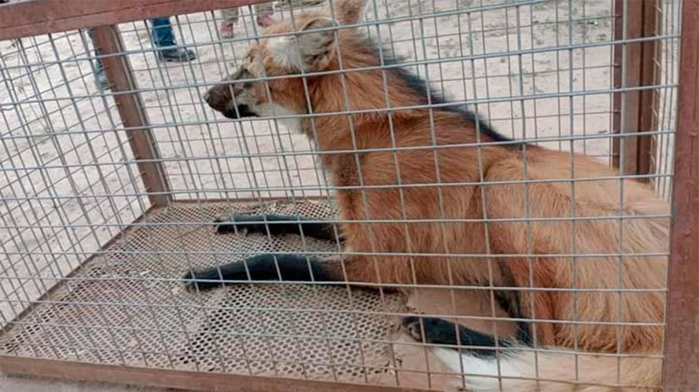 Rescataron y liberaron a una Aguará Guazú en el Parque Provincial Copo