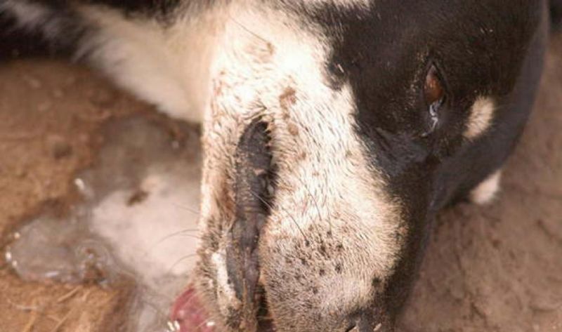 Halló a un desconocido durmiendo en su casa, lo echó y al volver encontró a su perro sin vísceras