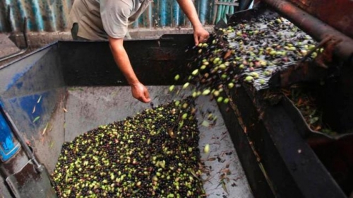 INDUSTRIA EN CRISIS Cerró la empresa aceitunera Yovilar en La Rioja