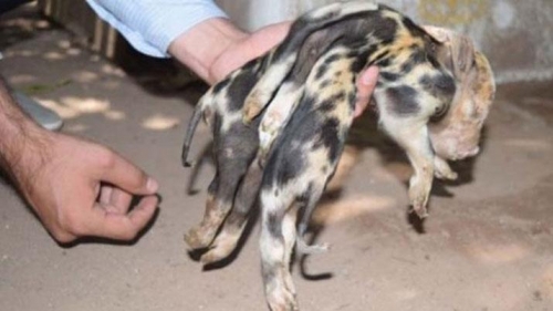 INSÓLITO Un chanchito nació con 8 patas y 2 colas
