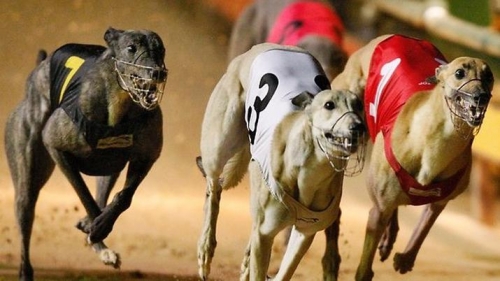 CONGRESO Ya es ley la prohibición de las carreras de galgos en todo el país