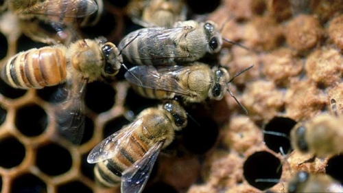 AGONÍA Tucumán: agonizaron cuatro días y murieron tras ser atacados por abejas