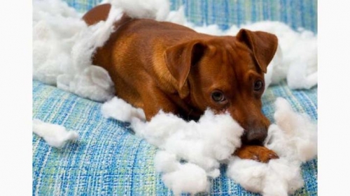 CONSEJOS ¿Por qué mi perro destroza todo?