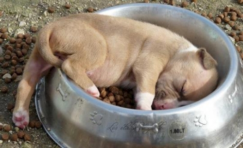 ¡ADORABLES! 10 cachorros dormilones que te derretirán el corazón