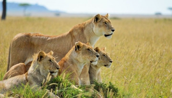 Tres cazadores fueron devorados por una manada de leones en una reserva de Sudáfrica