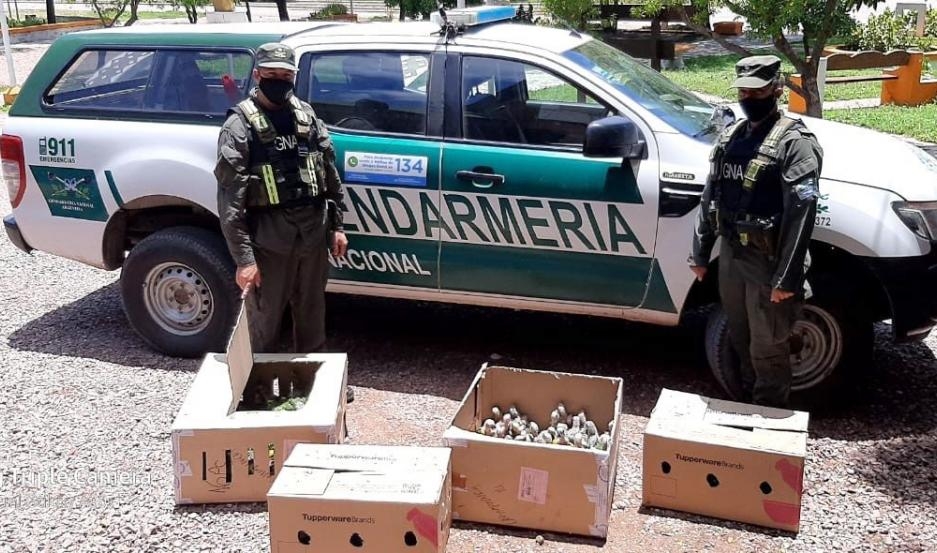 Copo, la "caza" de asesinos de animales y aves en extinción