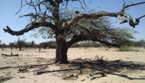 OLVIDADOS La desertificación condena al Chaco salteño a la pobreza
