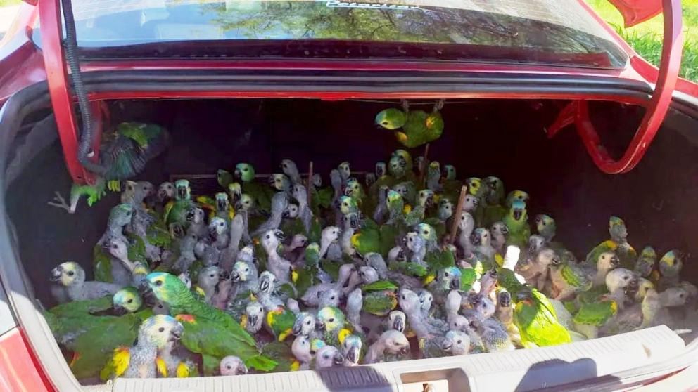 Realizará tareas comunitarias por traficar 216 loros habladores “santiagueños” desde Copo