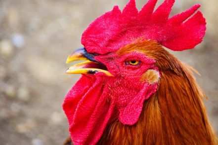 Murió de una hemorragia causada por los picotazos de un gallo