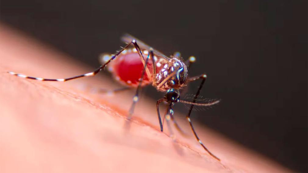 Brote histórico de dengue en Argentina: ya son 161 los muertos y más de 230.000 casos registrados