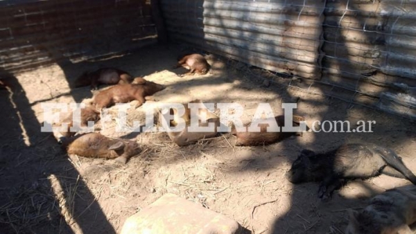 Volvió a atacar: nueve chanchos fueron víctimas de la "leona"