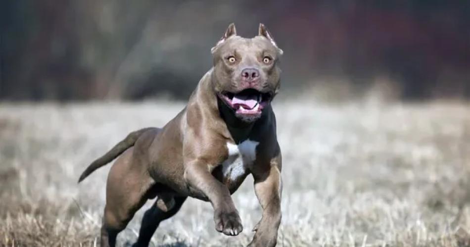 Horror: hombre de 26 años murió por las mordeduras de su perro pitbull.