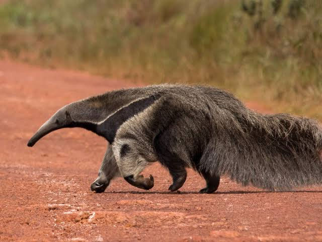 Dos cazadores deberán reponer un alambrado tras el ataque de tres perros a un oso hormiguero.