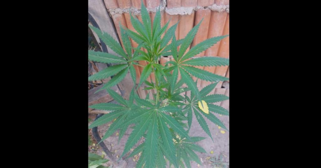 Insólito: fueron por un informe socioambiental y terminaron secuestrando 15 plantas de marihuana en Campo Gallo.