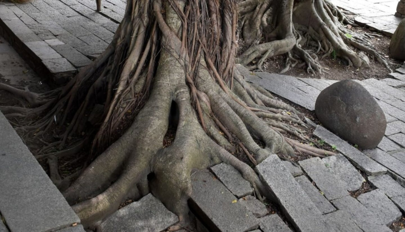 Los cinco árboles muy comunes en Argentina que no se deben plantar en veredas ni jardines