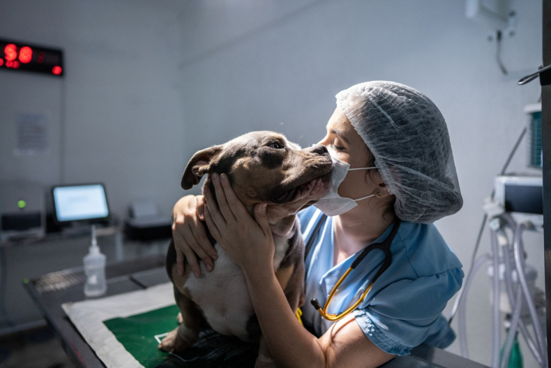 Día del Veterinario: por qué se celebra hoy.