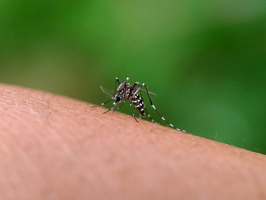 Dengue: preocupación por una mutación del mosquito que lo hace más resistente a insecticidas